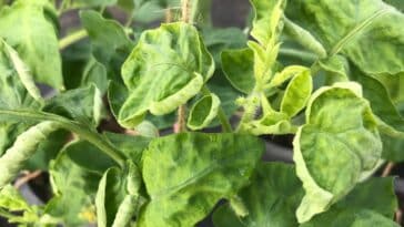 Pourquoi les feuilles de vos tomates s'enroulent : astuces pour un jardin florissant