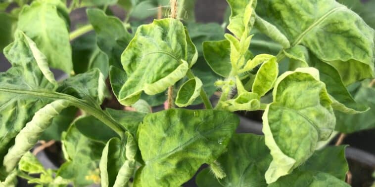 Pourquoi les feuilles de vos tomates s'enroulent : astuces pour un jardin florissant