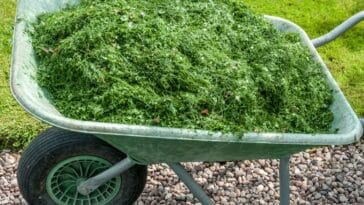 Découvrez comment l'herbe coupée peut révolutionner votre potager !