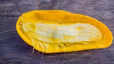 Comment planter une graine de mangue et la faire pousser avec succès en 5 étapes simples ?