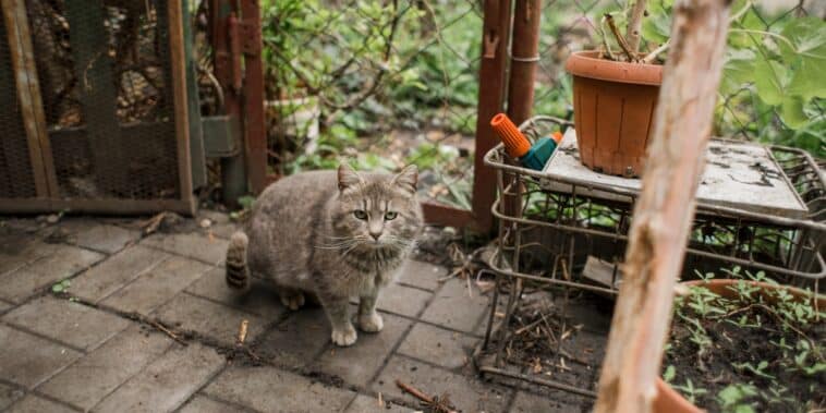 Apprenez comment éloigner les chats des espaces verts avec ces méthodes efficaces !