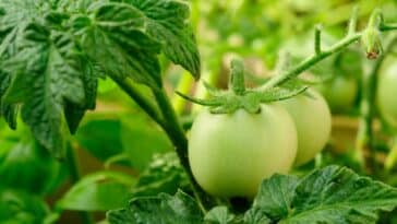 Vos tomates ne deviennent pas rouges ! Pas de panique : nous vous indiquerons comment remédier à la situation.