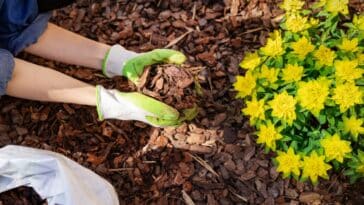 Libérez le potentiel de votre jardin : découvrez comment le paillage peut vous aider !