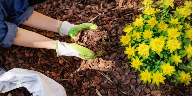 Libérez le potentiel de votre jardin : découvrez comment le paillage peut vous aider !