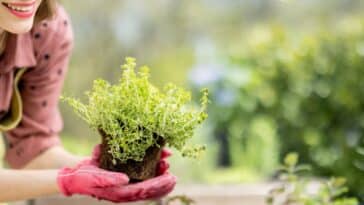 Astuces inattendues de jardinage pour optimiser chaque centimètre de votre petit coin vert