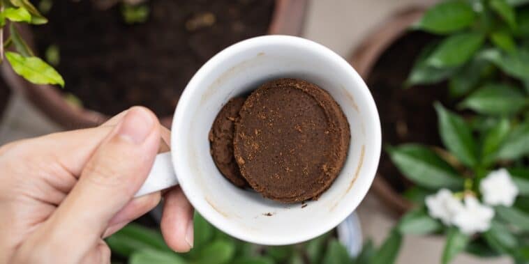 Découvrez comment transformer le marc de café en un répulsif efficace pour votre maison !