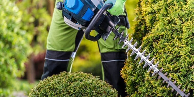 Astuces pour un jardin resplendissant : découvrez pourquoi tailler vos plantes et arbres est essentiel