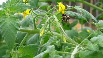 Comment s'effectue la pollinisation des fleurs de tomate ?