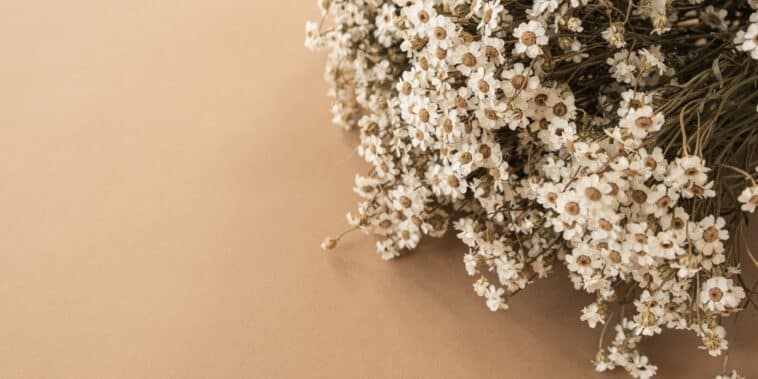 Quelles sont les meilleures fleurs à cultiver pour faire des bouquets séchés ? Les variétés pour de beaux arrangements