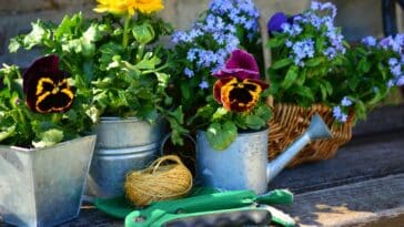 Semer et oublier : 6 fleurs d’été qui n’ont pas besoin d’eau à adopter à tout prix