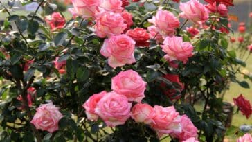 Comment désherber autour des rosiers sans produits chimiques ? Quelle est la meilleure technique ?