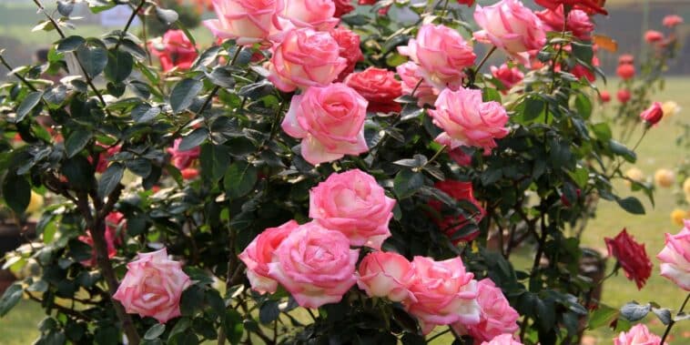 Comment désherber autour des rosiers sans produits chimiques ? Quelle est la meilleure technique ?