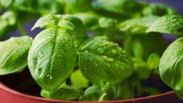 Découvrez les secrets pour maintenir votre basilic en pot verdoyant et éviter qu'il ne dépérisse !