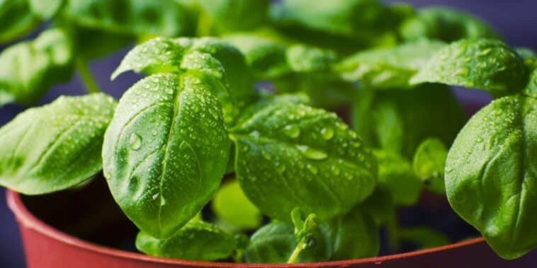 Découvrez les secrets pour maintenir votre basilic en pot verdoyant et éviter qu'il ne dépérisse !
