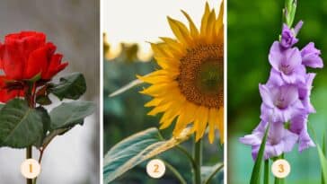 Test de personnalité : La fleur que vous choisissez révèle si vous êtes méthodique ou impulsif ! Découvrez-le maintenant !