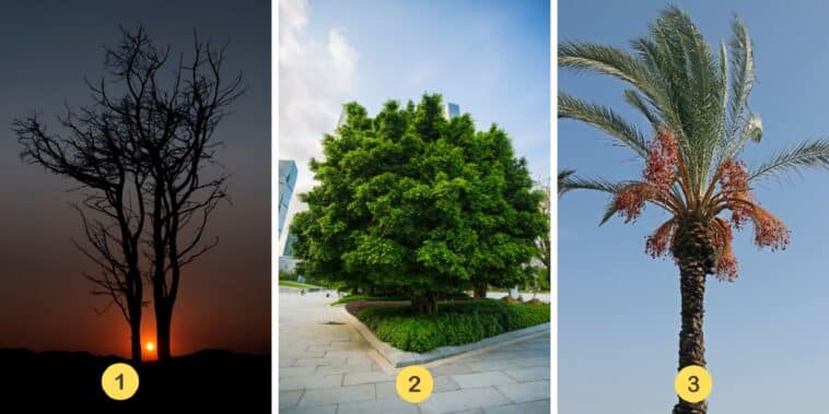 Test de personnalité : Découvrez votre trait de caractère principal en sélectionnant l'un des 3 arbres mystérieux !
