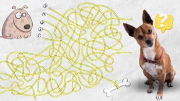 Défi visuel : êtes-vous assez rapide pour guider le chien vers son os en moins de 10 secondes ?