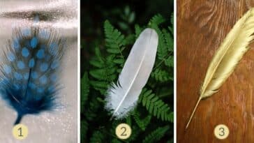 Test de personnalité : Êtes-vous le roi de la fête ou l’âme solitaire ? Sélectionnez l'une des 3 plumes pour dévoiler les secrets de votre nature festive !