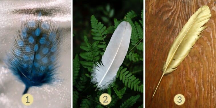 Test de personnalité : Êtes-vous le roi de la fête ou l’âme solitaire ? Sélectionnez l'une des 3 plumes pour dévoiler les secrets de votre nature festive !
