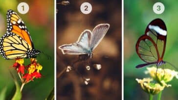 Test de personnalité : Quel papillon parmi les 3 vous attire le plus ? Révélez votre nature, sceptique ou confiante !