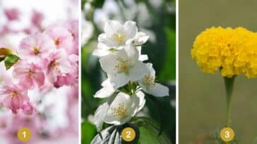 Test de personnalité : Optez pour une de ces 3 fleurs et révélez les secrets de votre créativité au quotidien !