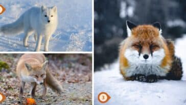 Test de personnalité : Quel renard êtes-vous ? Faites votre choix parmi ces 3 renards et révélez si vous incarnez l'audace ou la prudence dans vos décisions !