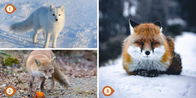 Test de personnalité : Quel renard êtes-vous ? Faites votre choix parmi ces 3 renards et révélez si vous incarnez l'audace ou la prudence dans vos décisions !