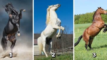 Test de personnalité : Révélez votre vertu inestimable en amitié en choisissant parmi ces 3 chevaux majestueux !
