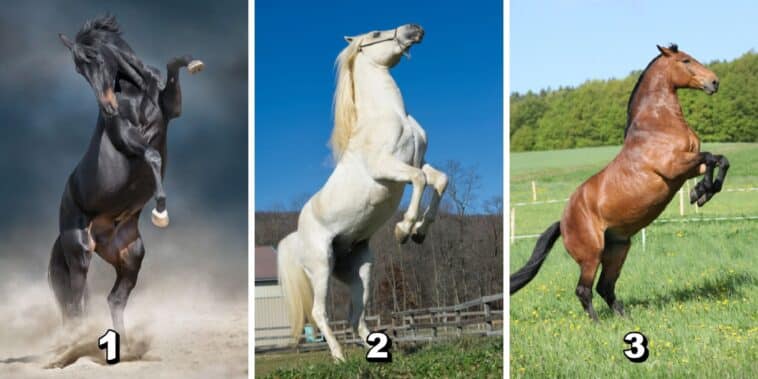 Test de personnalité : Révélez votre vertu inestimable en amitié en choisissant parmi ces 3 chevaux majestueux !