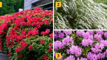 Test de personnalité : Quel arbuste à fleurs vous ressemble ? Faites votre choix parmi ces 3 et révélez si vous menez votre vie idéale !