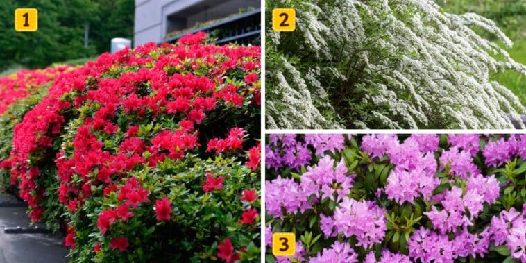 Test de personnalité : Quel arbuste à fleurs vous ressemble ? Faites votre choix parmi ces 3 et révélez si vous menez votre vie idéale !
