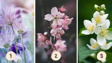 Test de personnalité : Quelle fleur de ces trois choisissez-vous ? Révélez votre côté méthodique ou impulsif !