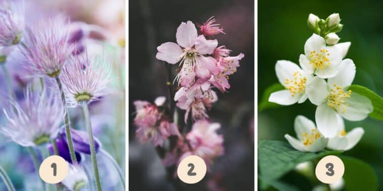 Test de personnalité : Quelle fleur de ces trois choisissez-vous ? Révélez votre côté méthodique ou impulsif !