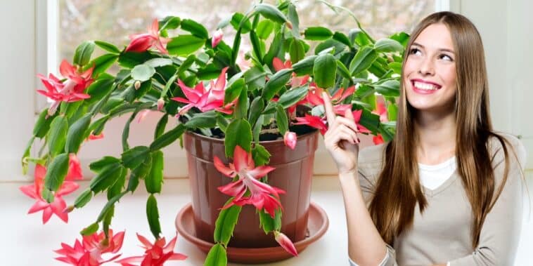 Évitez cette erreur fatale avec votre cactus de Noël si vous voulez le voir fleurir - Conseils de jardinage en intérieur