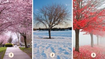 Test de personnalité : Quel arbre rose vous attire le plus ? Faites votre choix parmi ces 3 arbres et découvrez les secrets de votre gestion de la solitude !