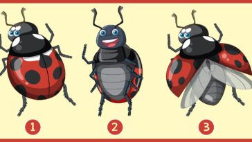 Test de personnalité : Quelle coccinelle vous attire le plus ? Révélez l'harmonie entre votre carrière et votre vie intime !