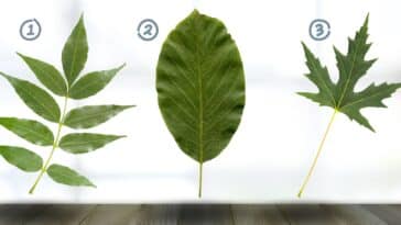 Test de personnalité : Quelle feuille vous attire le plus ? Découvrez les secrets de votre lien aux traditions familiales en choisissant parmi ces 3 feuilles !