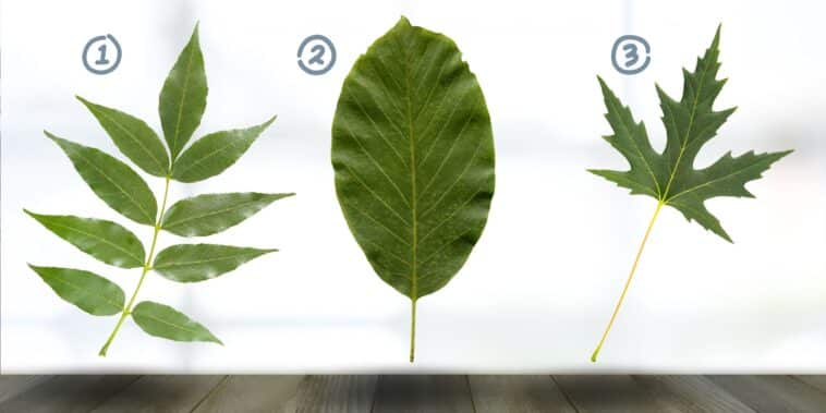 Test de personnalité : Quelle feuille vous attire le plus ? Découvrez les secrets de votre lien aux traditions familiales en choisissant parmi ces 3 feuilles !