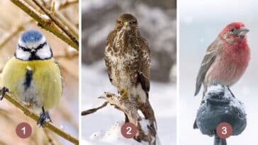 Test de personnalité : Quel est votre oiseau guide intérieur ? Choisissez parmi ces 3 oiseaux et révélez votre approche secrète face aux attentes des autres !