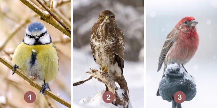 Test de personnalité : Quel est votre oiseau guide intérieur ? Choisissez parmi ces 3 oiseaux et révélez votre approche secrète face aux attentes des autres !