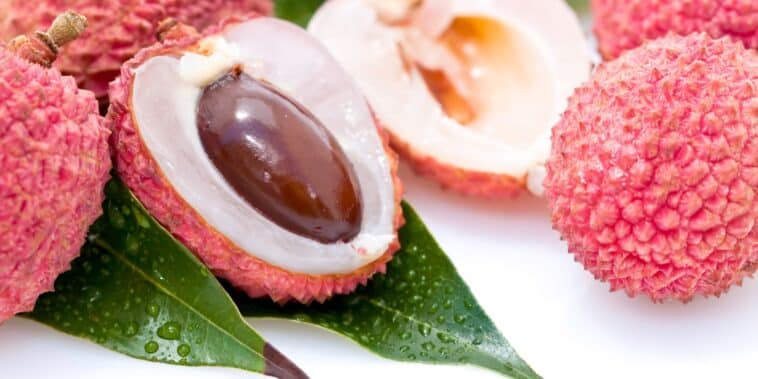 Cultiver un litchi chez soi : de la patience à l'exotisme dans votre jardin de 2025