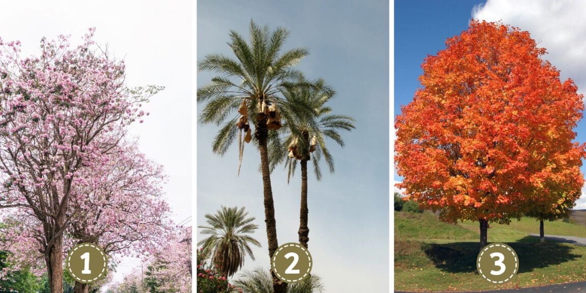 Test de personnalité : Quel arbre êtes-vous ? Découvrez si vous rayonnez de charisme, d'humilité ou d'acuité analytique en choisissant votre arbre préféré !