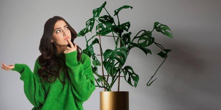 Pourquoi votre Monstera ne fait pas de trous dans ses feuilles ? La solution va vous étonner