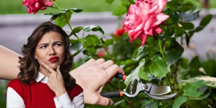 Comment entretenir vos rosiers pour une floraison constante : le moment idéal pour arrêter la taille