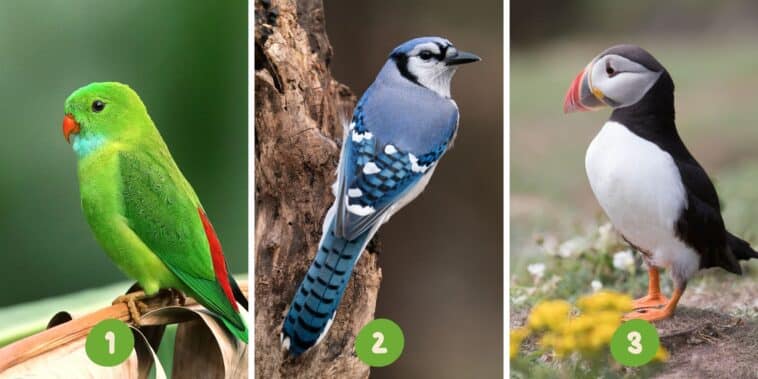 Test de personnalité : Envolez-vous vers la découverte de soi ! Choisissez parmi ces 3 oiseaux et révélez vos traits dominants.