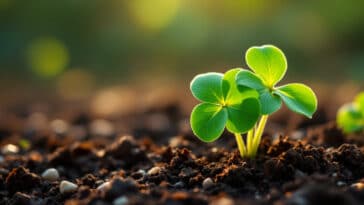 découvrez la plante porte-bonheur idéale à cultiver en mars pour attirer la chance et favoriser le renouveau dans votre jardin. suivez nos conseils pour sélectionner, planter et entretenir cette espèce qui apportera prospérité et harmonie à votre espace de vie.