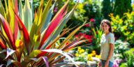 découvrez nos conseils pratiques pour réussir la culture du phormium, ou lin de nouvelle-zélande, à la maison et dans votre jardin : choix de l’emplacement, entretien, arrosage et astuces pour des plantes vigoureuses toute l’année.