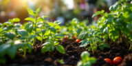 découvrez des astuces pratiques pour cultiver un potager fructueux même avec un espace réduit. apprenez à optimiser chaque centimètre pour des récoltes abondantes et savoureuses.