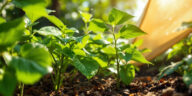 découvrez nos astuces efficaces pour protéger vos plantes des fortes chaleurs et garantir leur santé tout au long de l'été.
