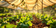 découvrez des astuces efficaces pour protéger votre potager des fortes chaleurs et assurer une récolte abondante malgré la chaleur estivale.